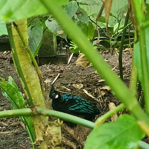 Butterfly temple - Palawan Peacock-pheasant
