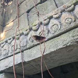 Butterfly temple - Common crow