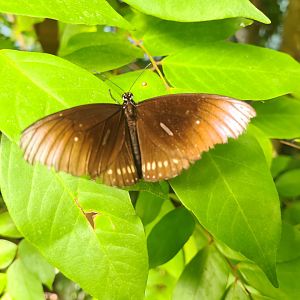 Butterfly temple - Common crow