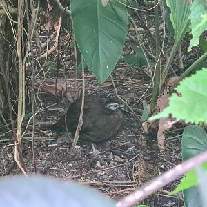 Butterfly temple - Palawan Peacock-pheasant