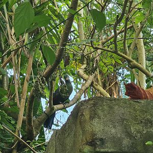 Butterfly temple - White-cheeked turaco