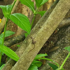 Butterfly temple - World's smollest anole
