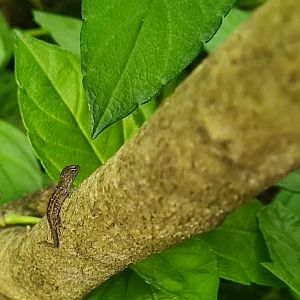 Butterfly temple - World's smollest anole
