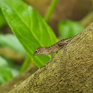 Butterfly temple - World's smollest anole