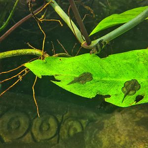 Butterfly temple - Reticulated hillstream loaches