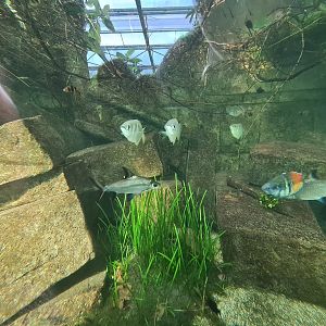 Butterfly temple - Boeseman's rainbowfish, Tricolour sharkminnow, Banded archerfish and Black ruby barb