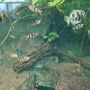 Butterfly temple - Black ruby barbs and Banded archerfish