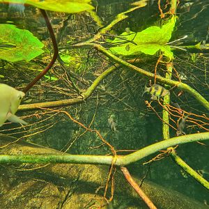 Butterfly temple - Kissing gourami, Black ruby barbs and Rosy barb