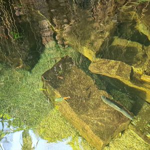 Butterfly temple - Aquarium top view