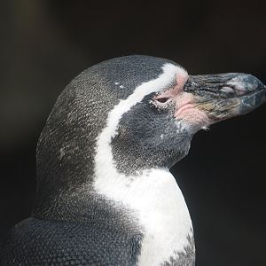 Humboldt Penguin