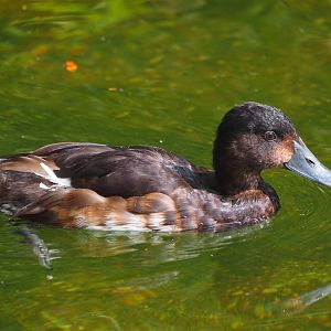 Baer's Pochard