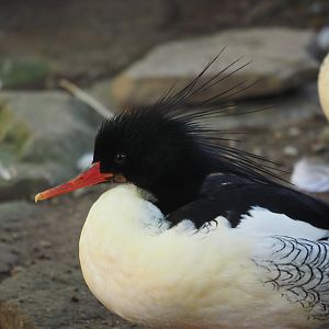 Scaly-Sided Merganser