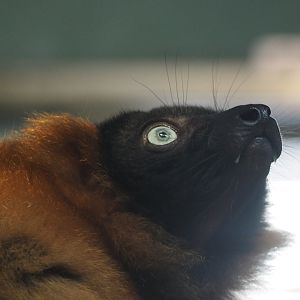 Red-Ruffed Lemur