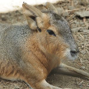 Patagonian Cavy
