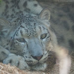 Snow Leopard
