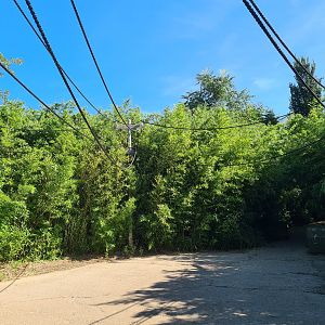 Jungola - Monkey market (free-roaming squirrel monkey area)