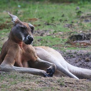 Red kangaroo (Osphranter rufus)