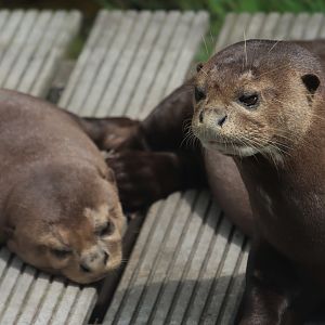Giant otter (Pteronura brasiliensis)