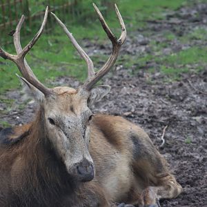 Père David's deer (Elaphurus davidianus)