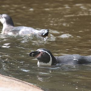 Humboldt penguin (Spheniscus humboldti)