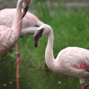 Lesser flamingo (Phoeniconaias minor)