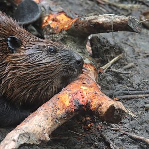 North American beaver (Castor canadensis)