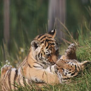 Amur tiger cubs (9 weeks old) (Panthera tigris altaica)