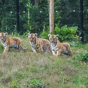 Amur tiger cubs (10 weeks old) (Panthera tigris altaica)