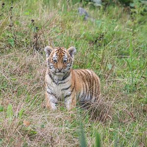 Amur tiger cubs (10 weeks old) (Panthera tigris altaica)
