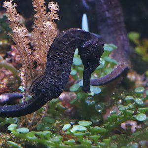 Longsnout seahorse (Hippocampus reidi)