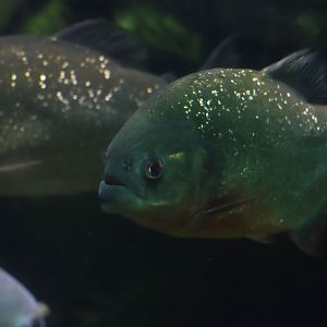 Red-bellied piranha (Pygocentrus nattereri)