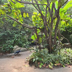 Rimbula - Birdy Bush