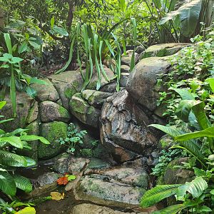 Rimbula - Water feature in Birdy Bush