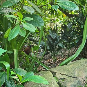 Rimbula - Madagascar crested ibis in Birdy Bush
