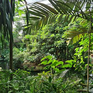 Rimbula - View of spider monkey island from Lemur area
