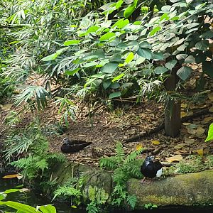 Rimbula - White-winged wood ducks