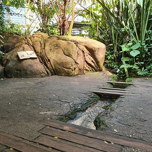 Rimbula - Stream in Lemur area