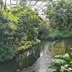 Rimbula - Colombian black spider monkey islands