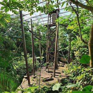 Rimbula - Colombian black spider monkey islands
