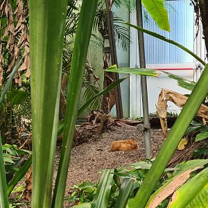 Rimbula - Free-roaming Silkie chickens