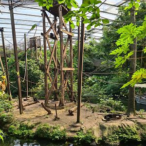 Rimbula - Colombian spider monkey island