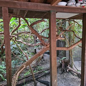 Rimbula - Pygmy marmoset enclosure