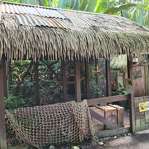 Rimbula - Pygmy marmoset enclosure