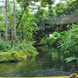 Spider monkey islands seen from Rimbula river boat ride