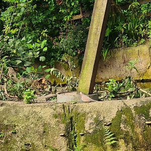 Laughing dove seen from Rimbula river boat ride