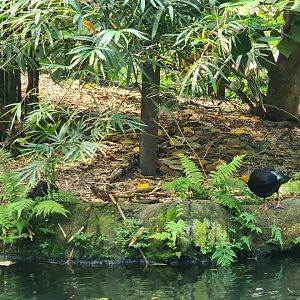 Ducks seen from Rimbula river boat ride