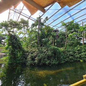 Gibbon island from Rimbula river boat ride