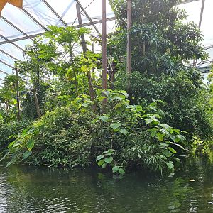 Gibbon island from Rimbula river boat ride