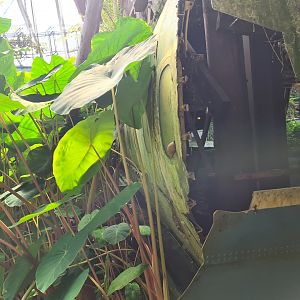 African giant land snail from Rimbula river boat ride