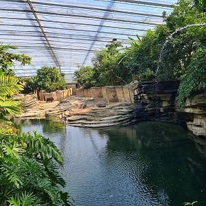 Rimbula - Asian elephant enclosure